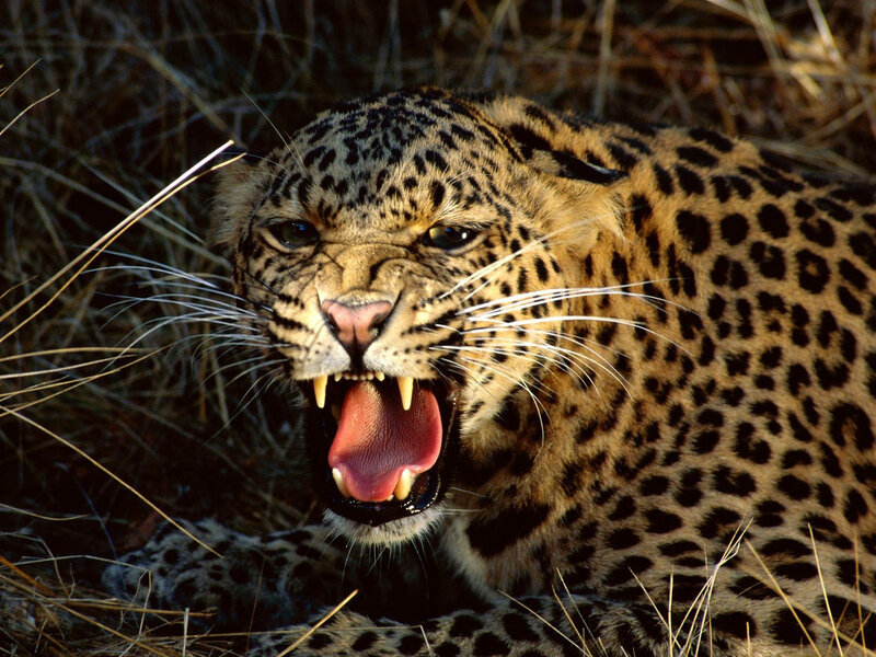 Leopard Roaring in Grass — Brown