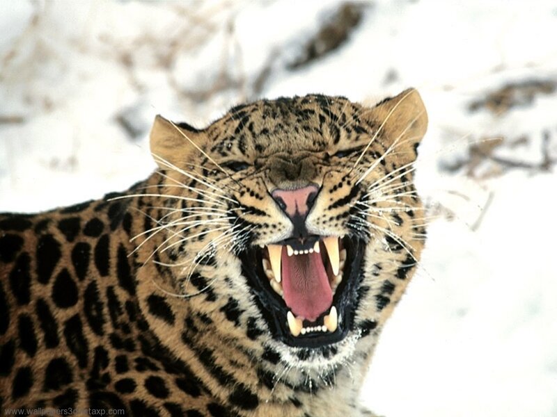 leopard roaring in snow
