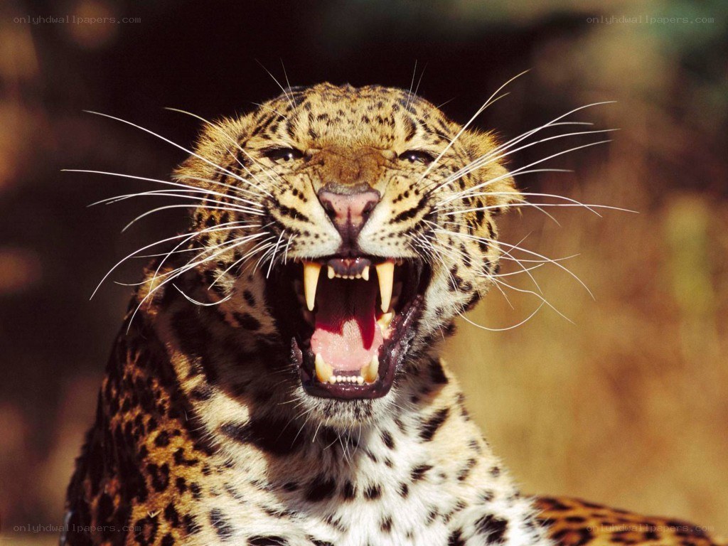 Leopard roaring in the wild