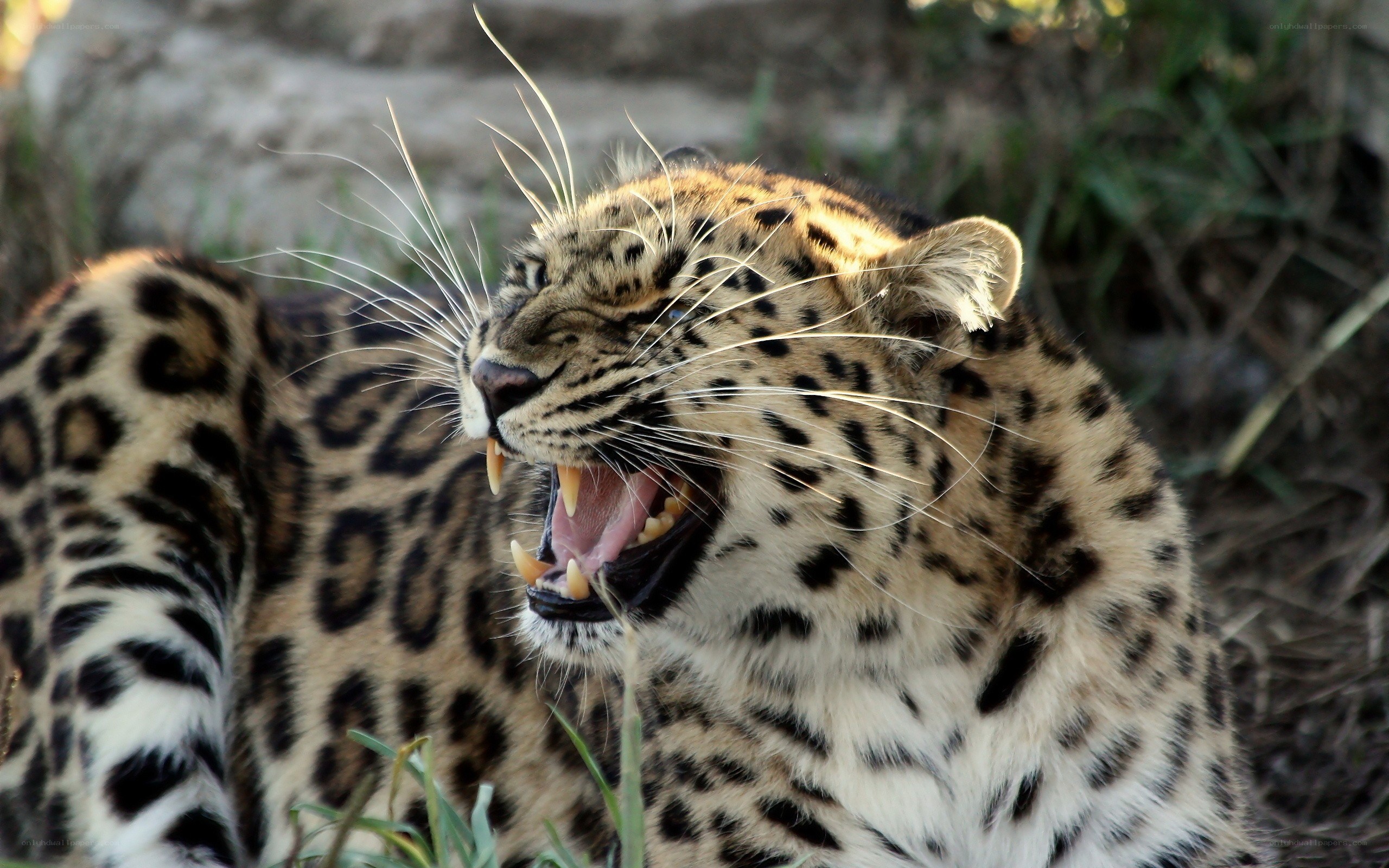 leopard roaring in the wild