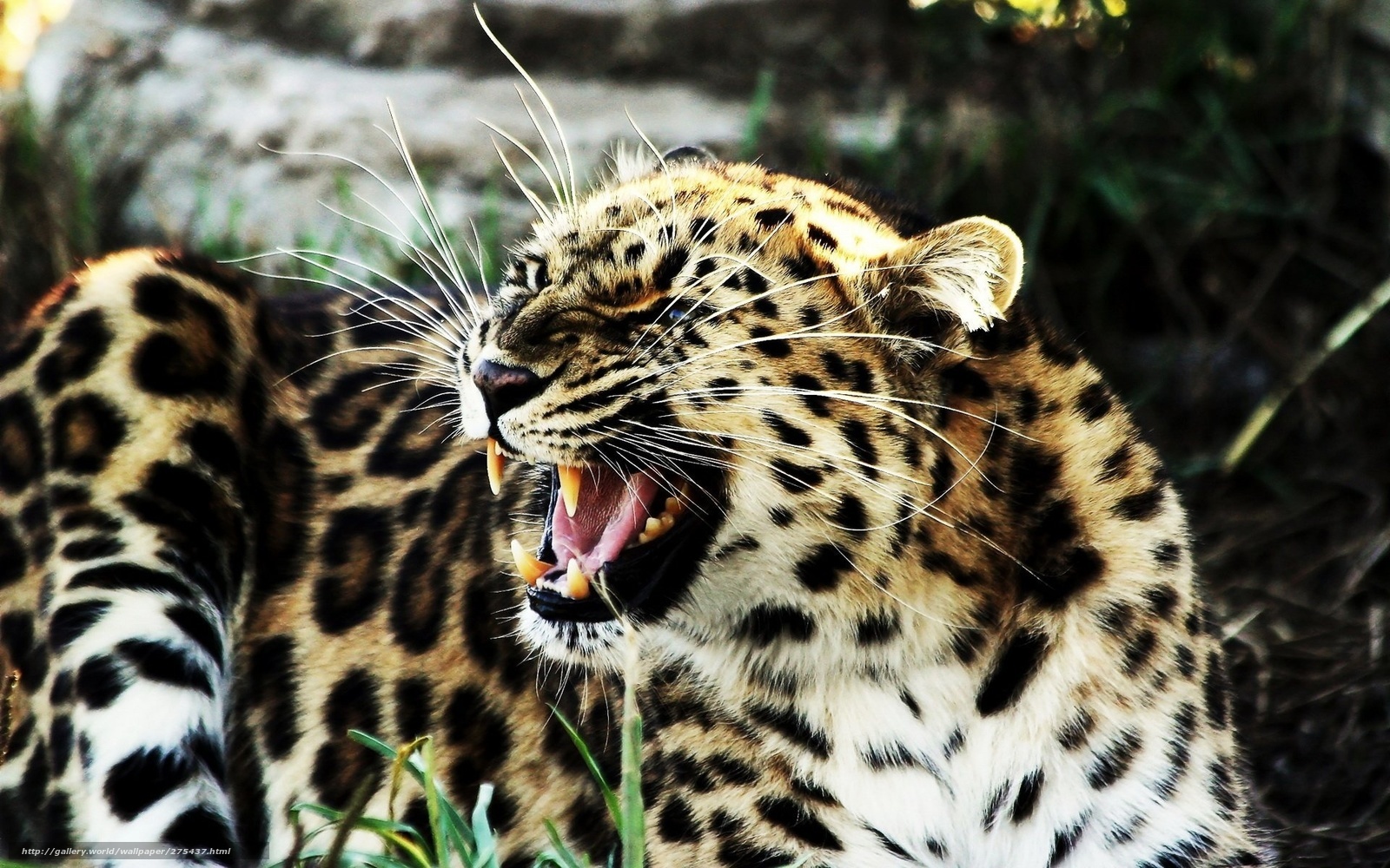 leopard roaring in the wild