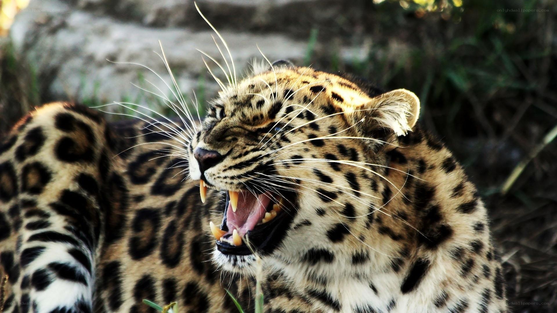 leopard roaring in the wild