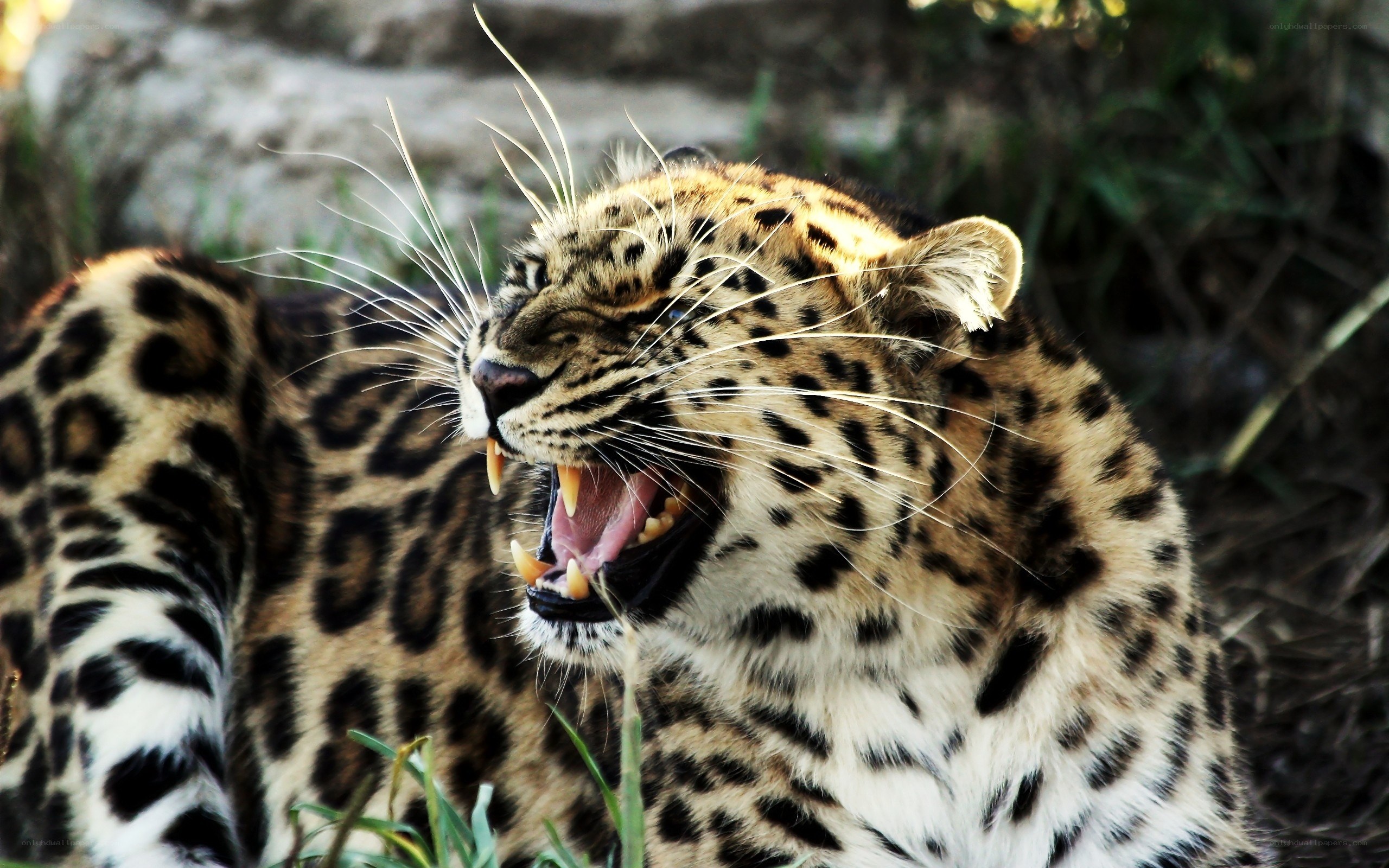 Leopard roaring in the wild
