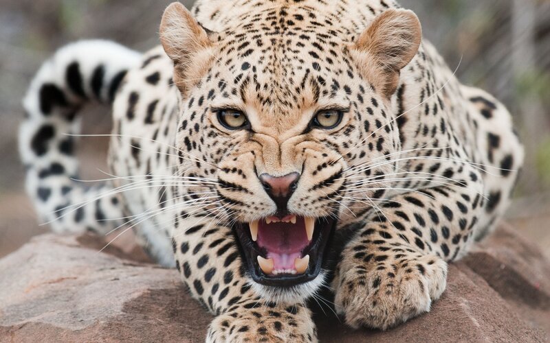 leopard roaring on rock