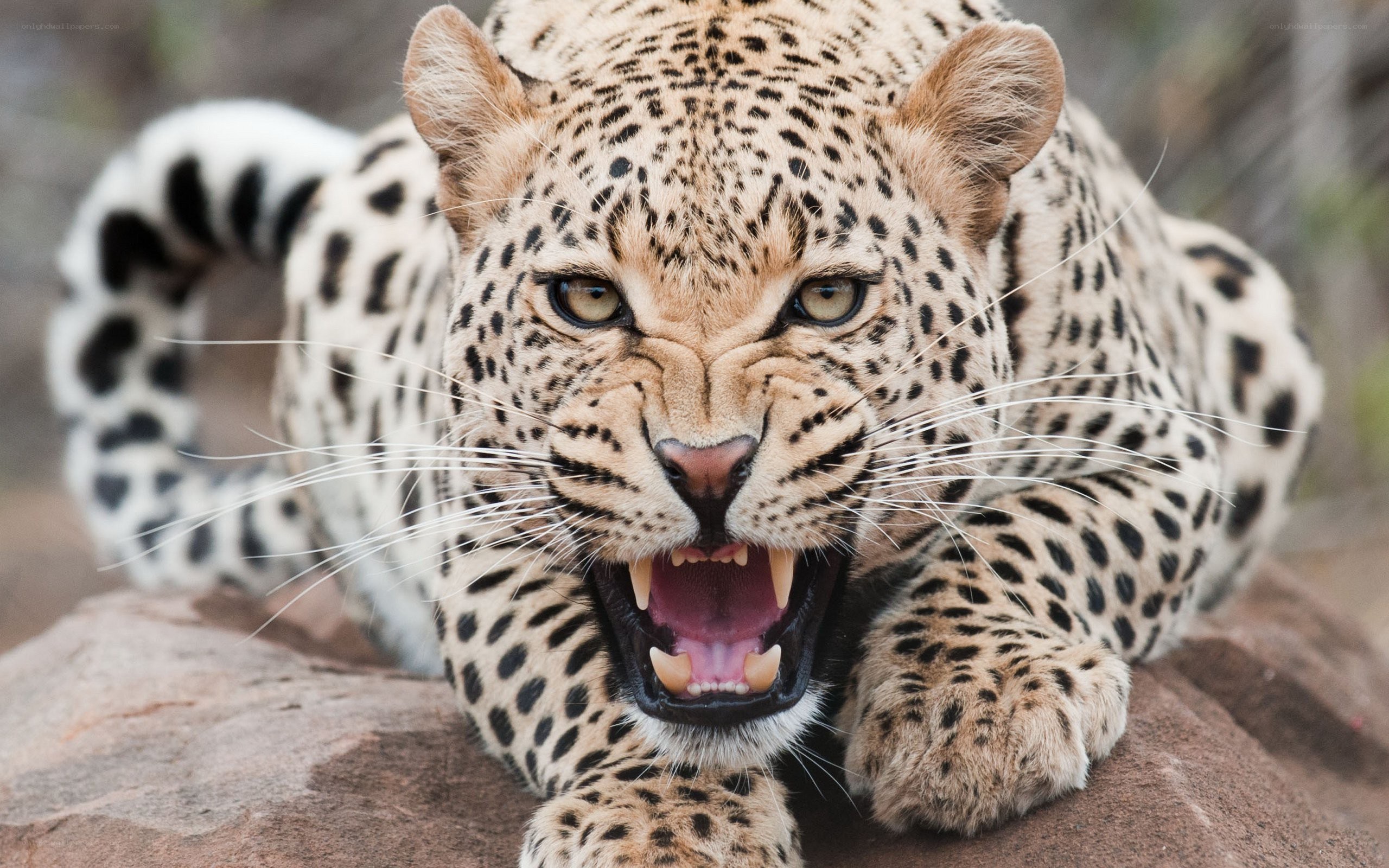 leopard roaring on rock