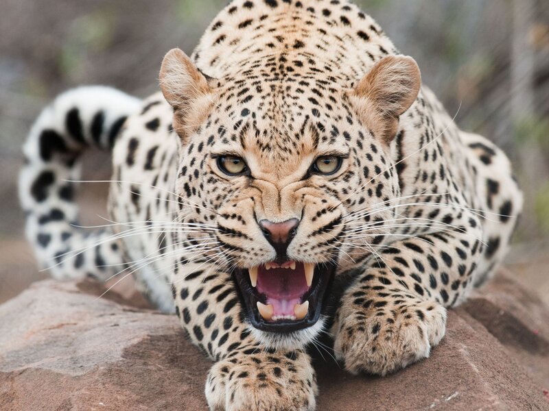 Leopard Roaring on Rock — Brown