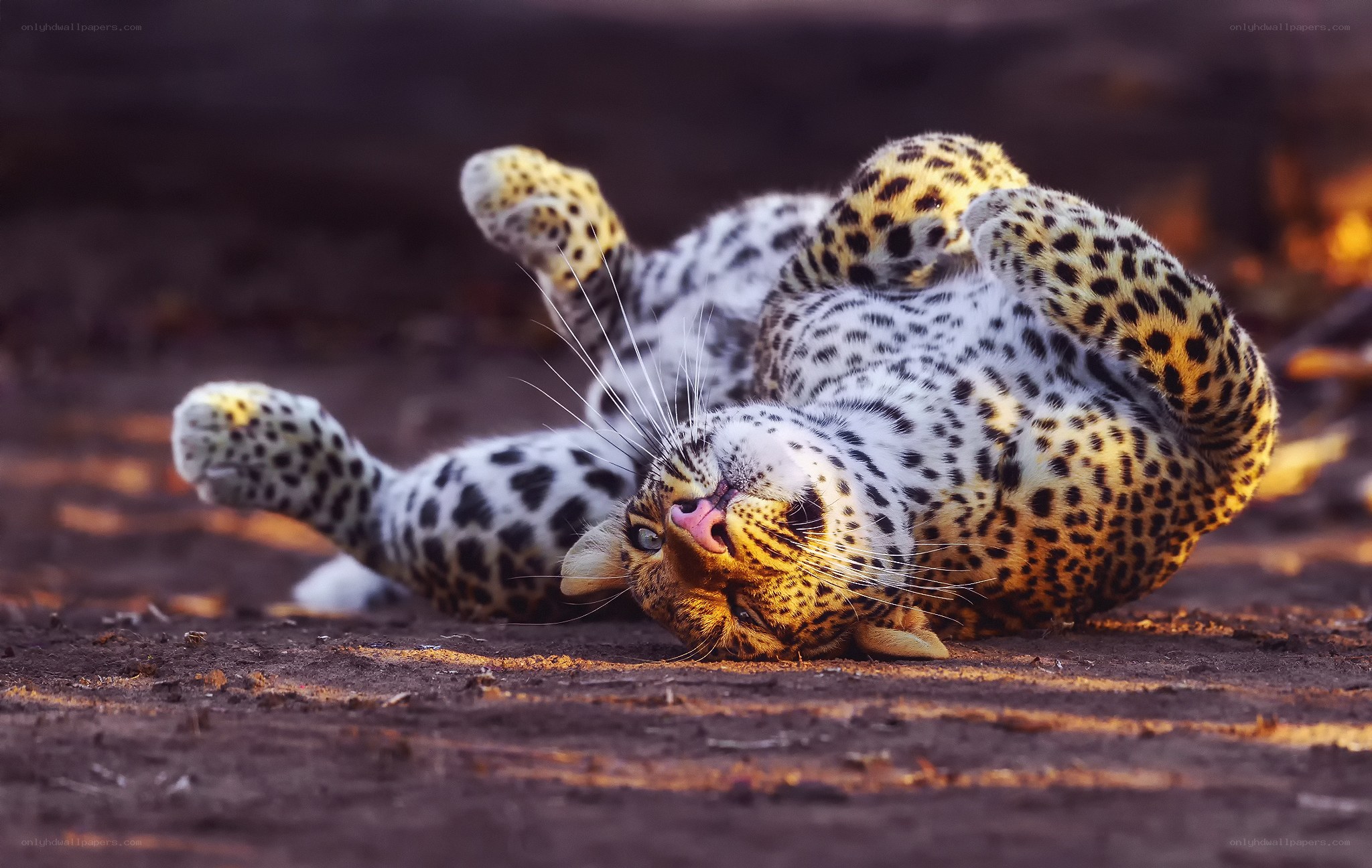 Leopard rolling on its back