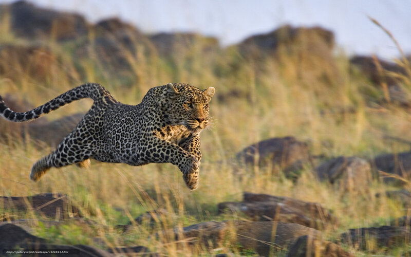 Leopard Running in Grass