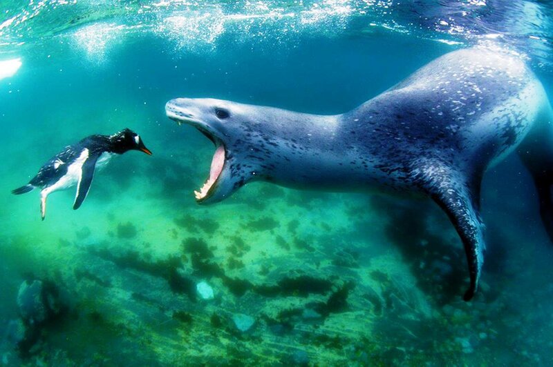 Leopard Seal Chasing Penguin