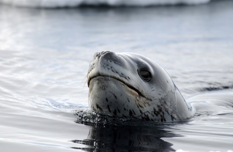 Leopard seal in the water