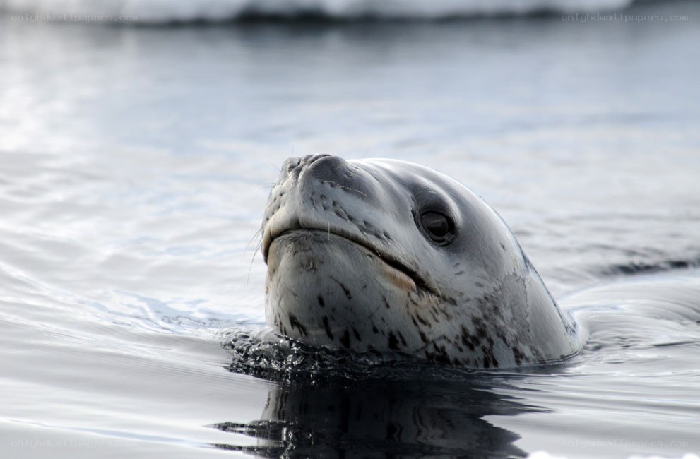 Leopard seal in the water