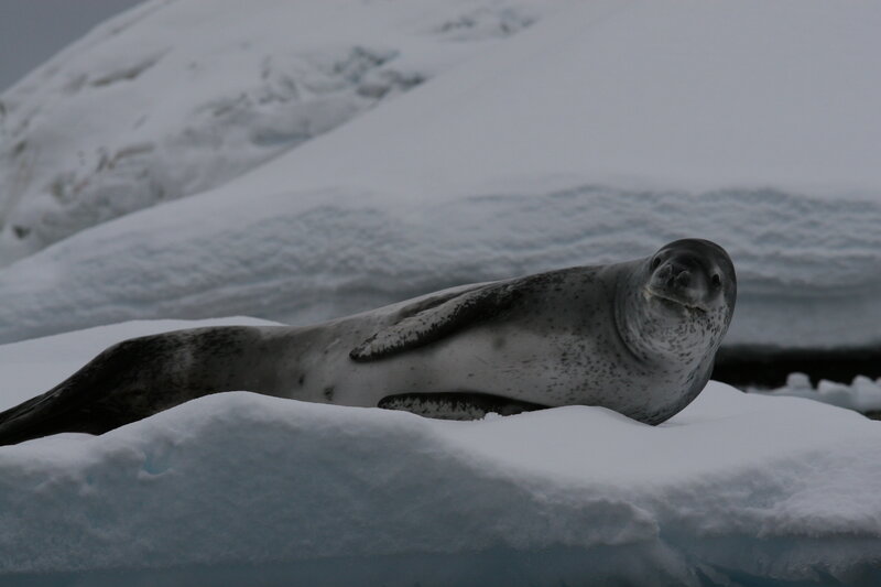 Leopard seal on ice floe