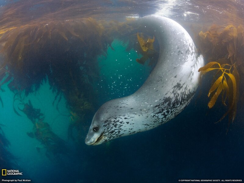 Leopard Seal Swimming