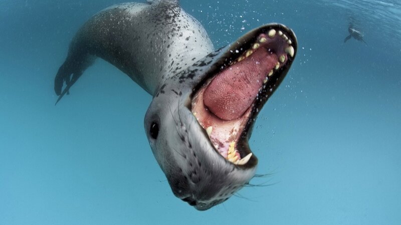 Leopard Seal Underwater