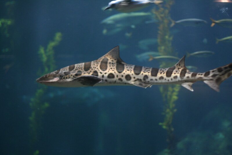 Leopard shark in aquarium