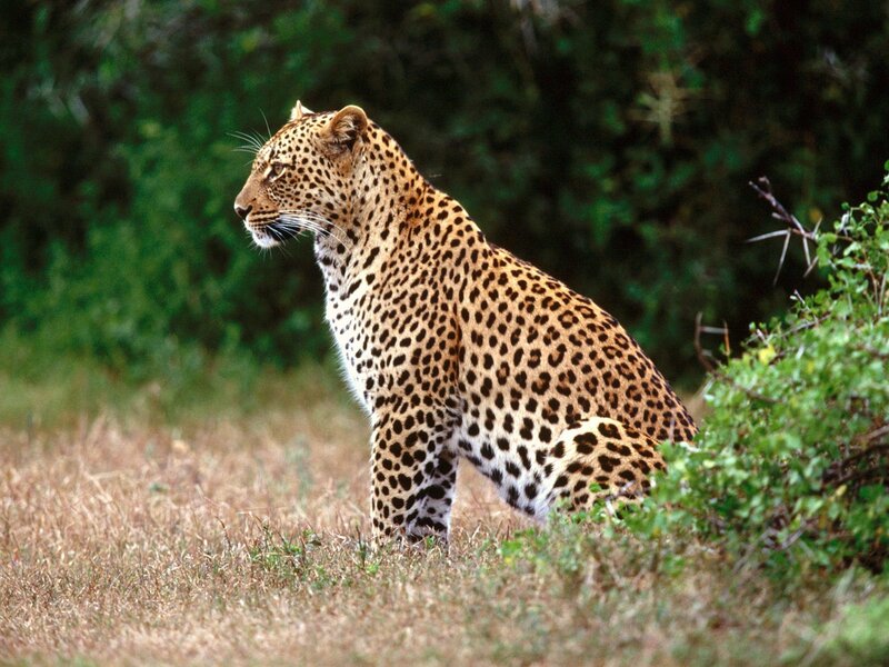Leopard Sitting in Grass