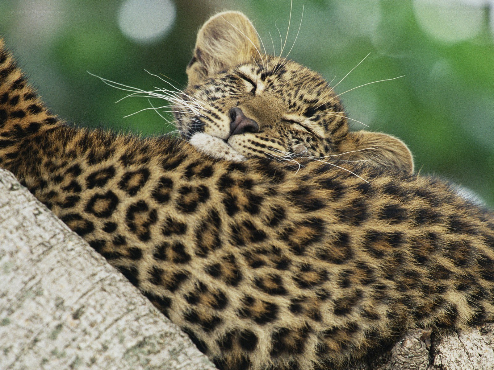 Leopard sleeping in a tree