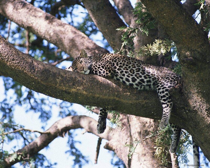 Leopard sleeping in a tree