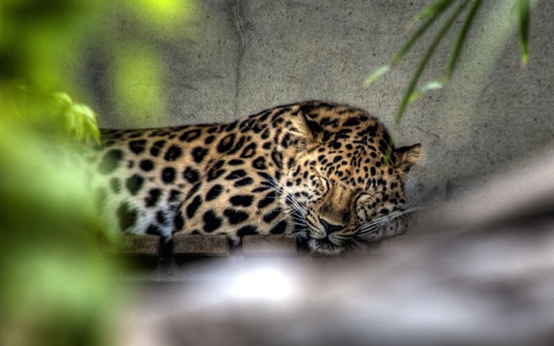 Leopard sleeping in enclosure