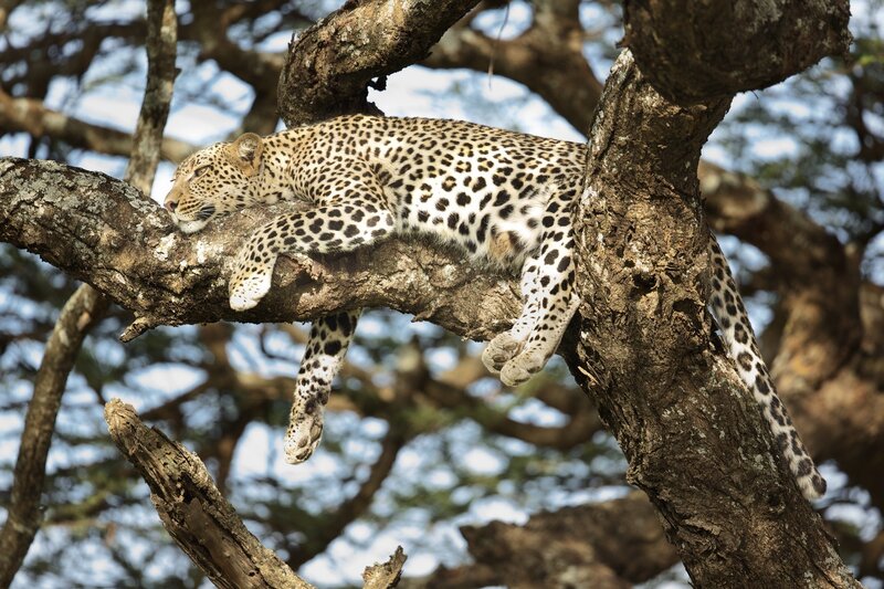 Leopard Sleeping in Tree — Brown, Calm, Afternoon