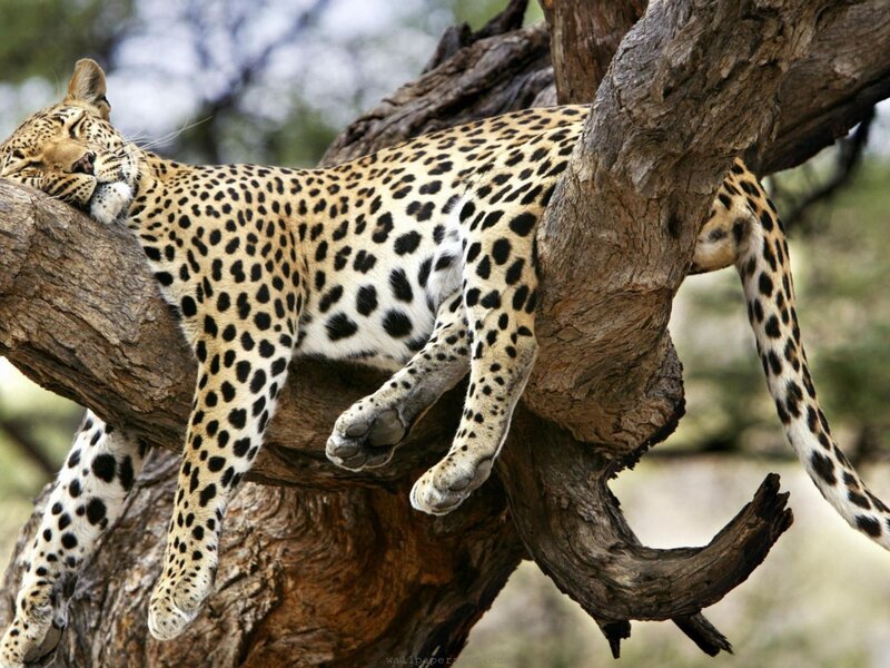 Leopard Sleeping in Tree — Brown, Peaceful