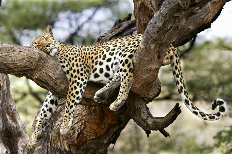 Leopard Sleeping in Tree — Brown, Serene, Afternoon
