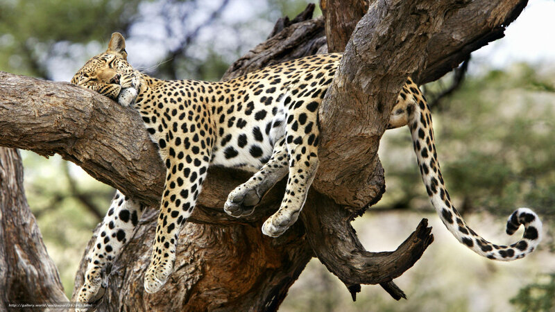 Leopard Sleeping in Tree — Brown, Serene