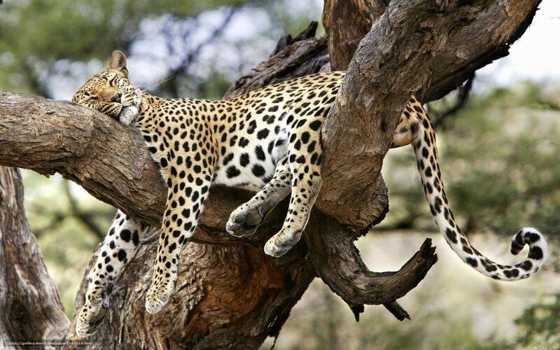 Leopard Sleeping in Tree — Brown