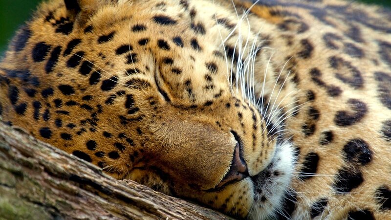 Leopard sleeping on a branch