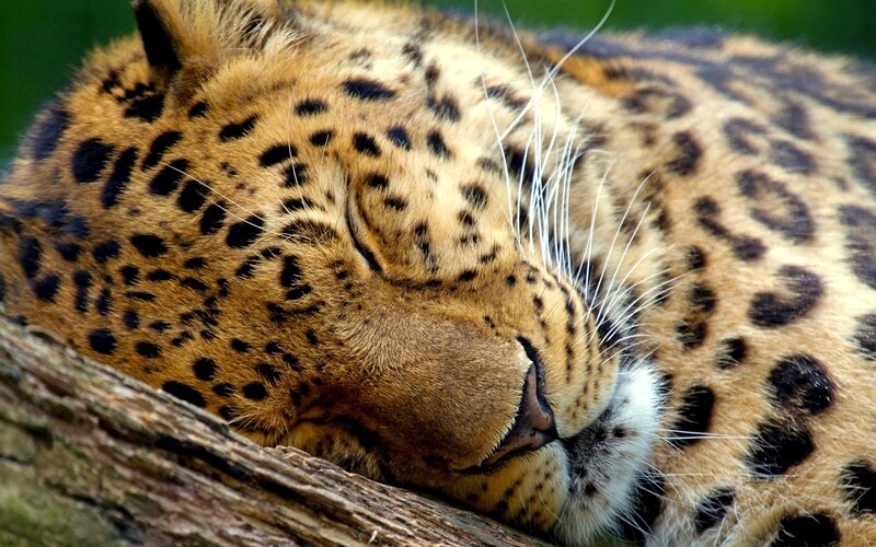 Leopard sleeping on a log