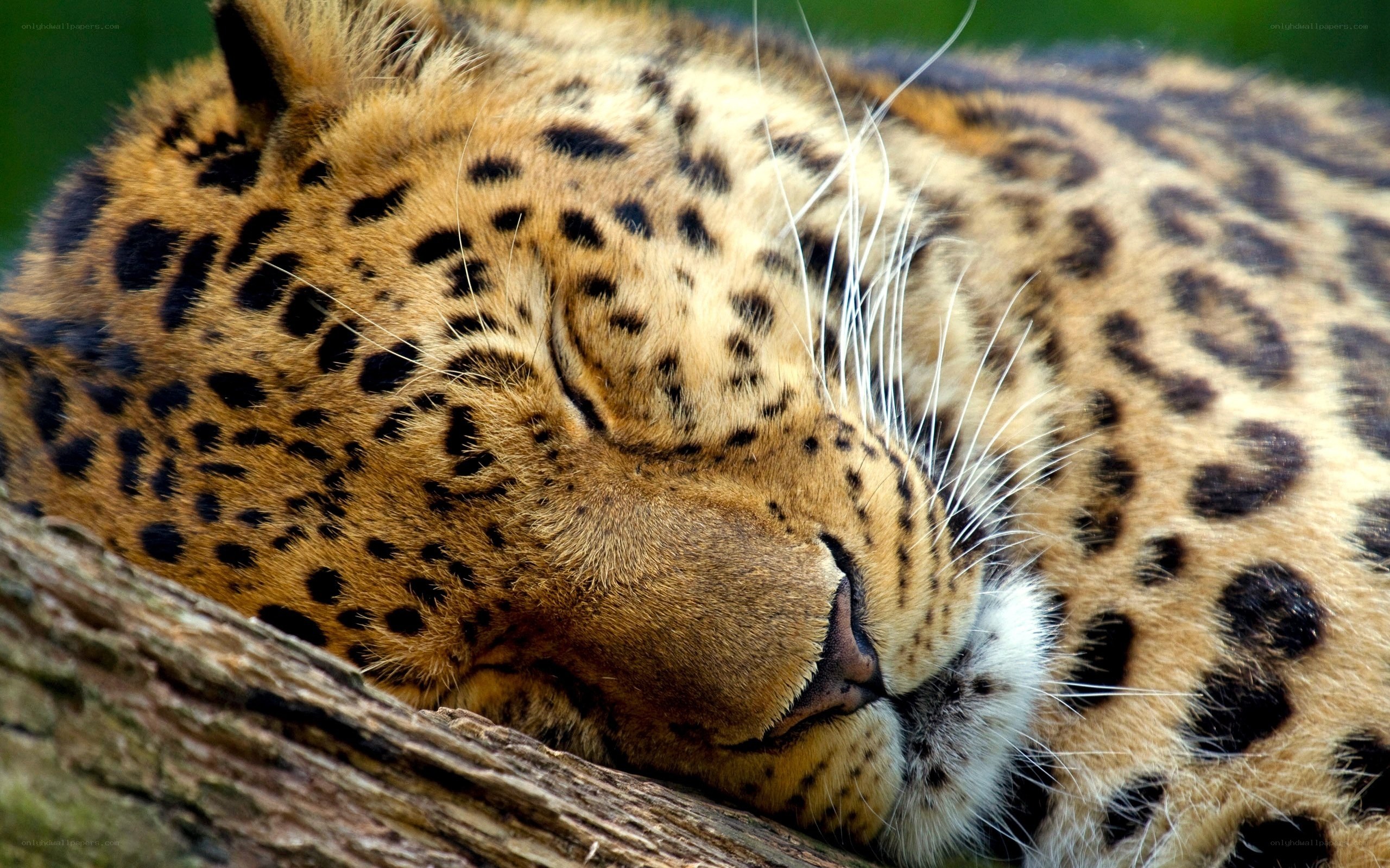 Leopard sleeping on a log