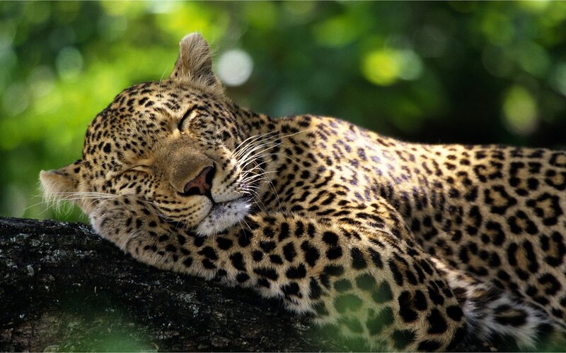 Leopard Sleeping on Branch — Brown