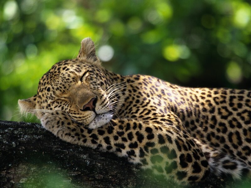 Leopard Sleeping on Branch — Green, Peaceful