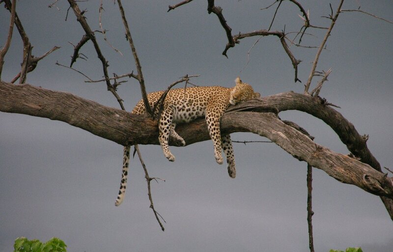 Leopard Sleeping on Branch