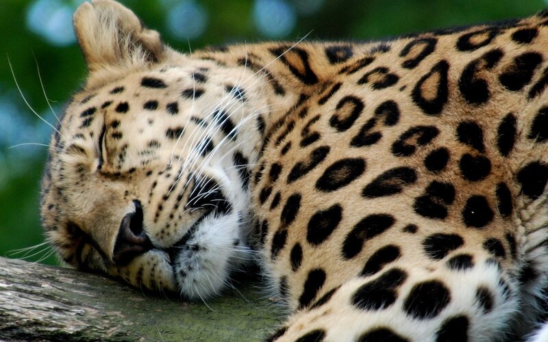 Leopard Sleeping on Log — Brown, Peaceful
