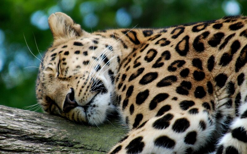 Leopard Sleeping on Log — Brown