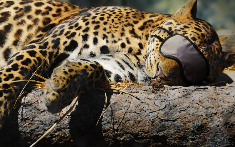 Leopard Sleeping on Log — Peaceful