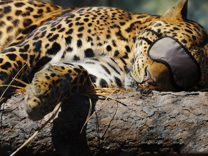Leopard Sleeping on Log