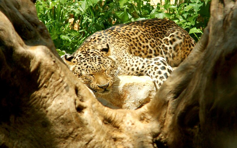 Leopard Sleeping on Rock — Brown