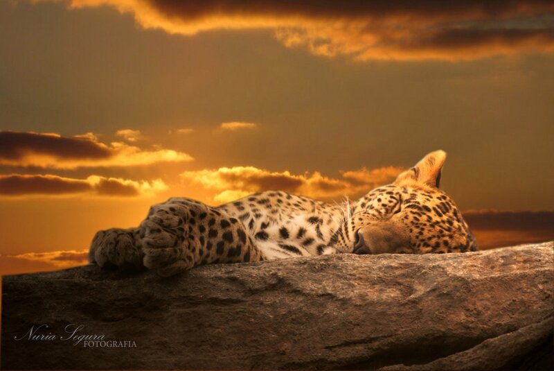 Leopard Sleeping on Rock — Orange