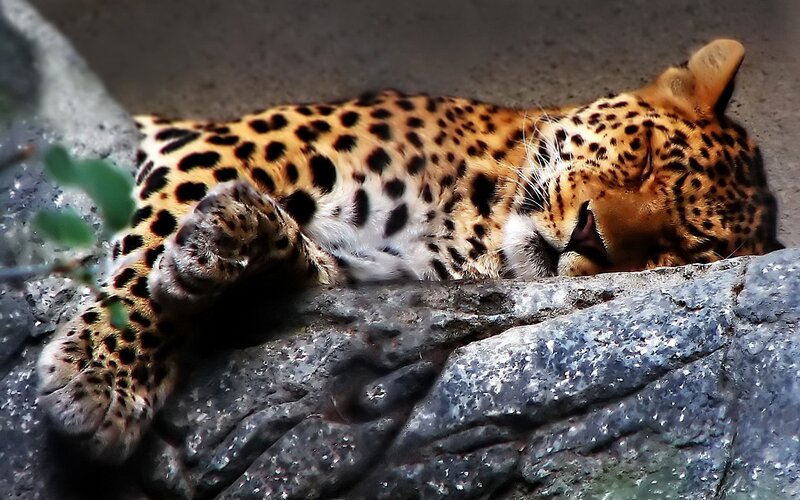 Leopard sleeping on rock