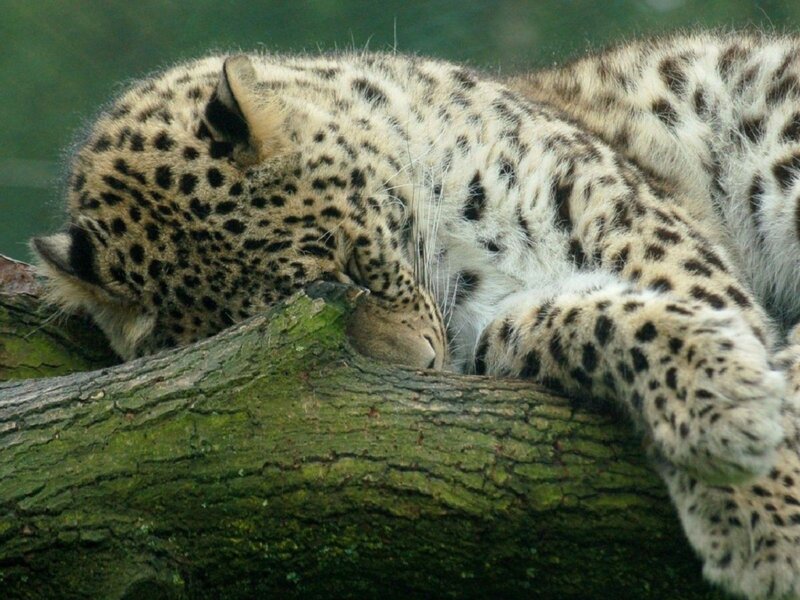Leopard sleeping on tree branch