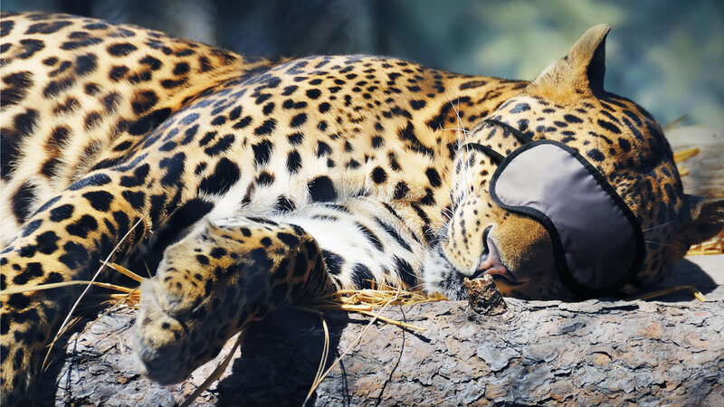 Leopard sleeping with eye mask