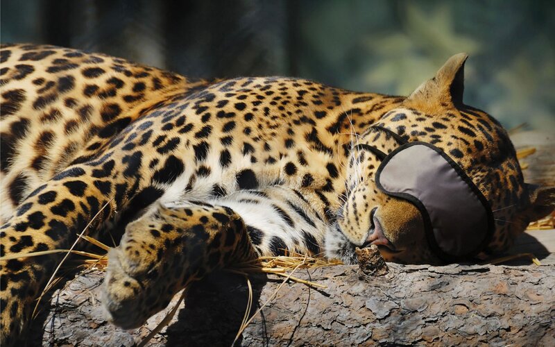 Leopard sleeping with eye mask