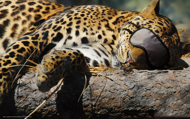 Leopard sleeping with eye mask
