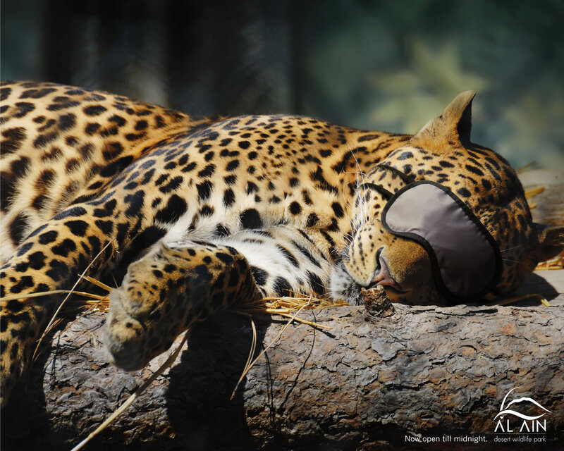 Leopard sleeping with sleep mask