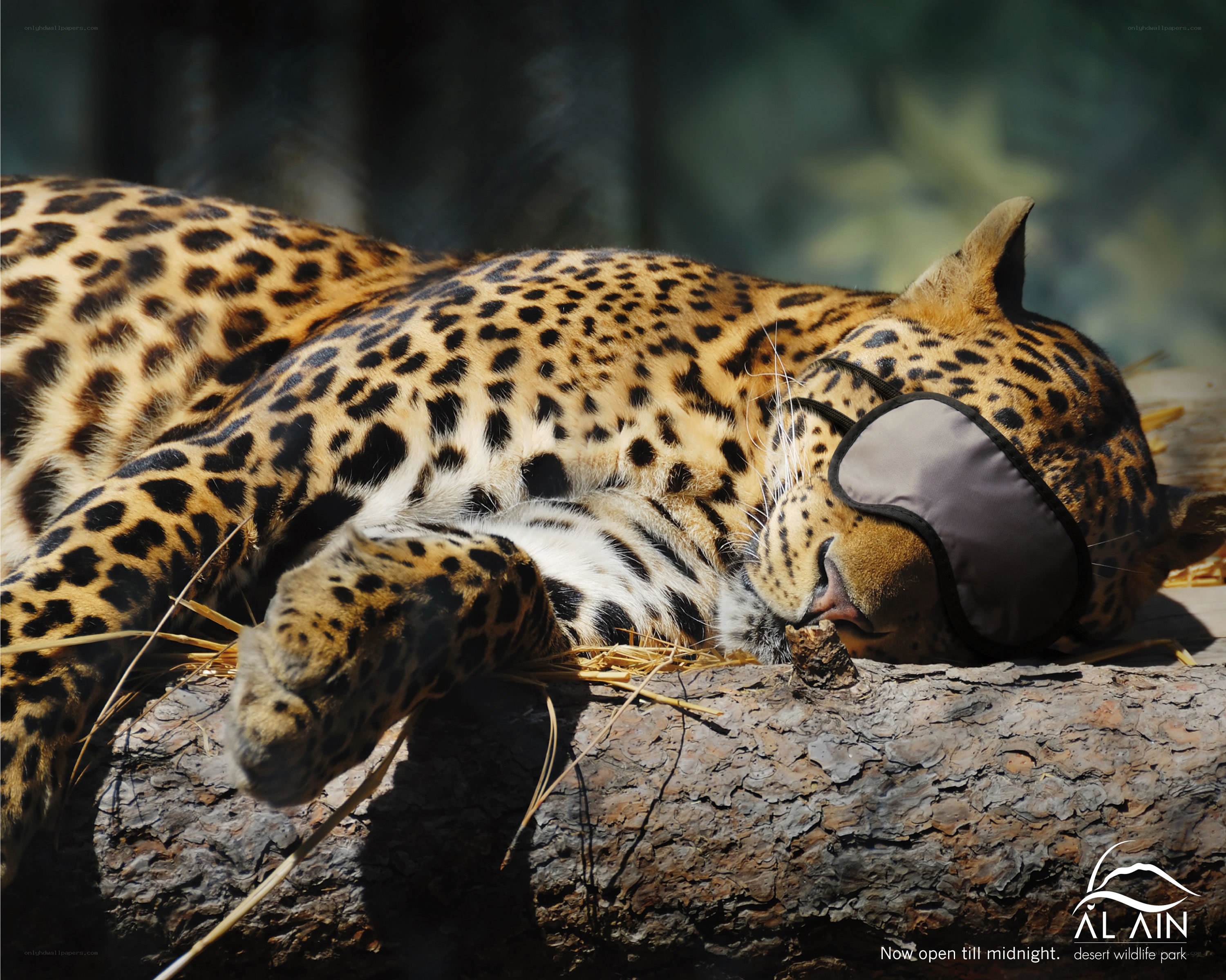 Leopard sleeping with sleep mask