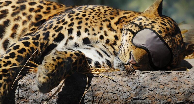Leopard sleeping with sleep mask