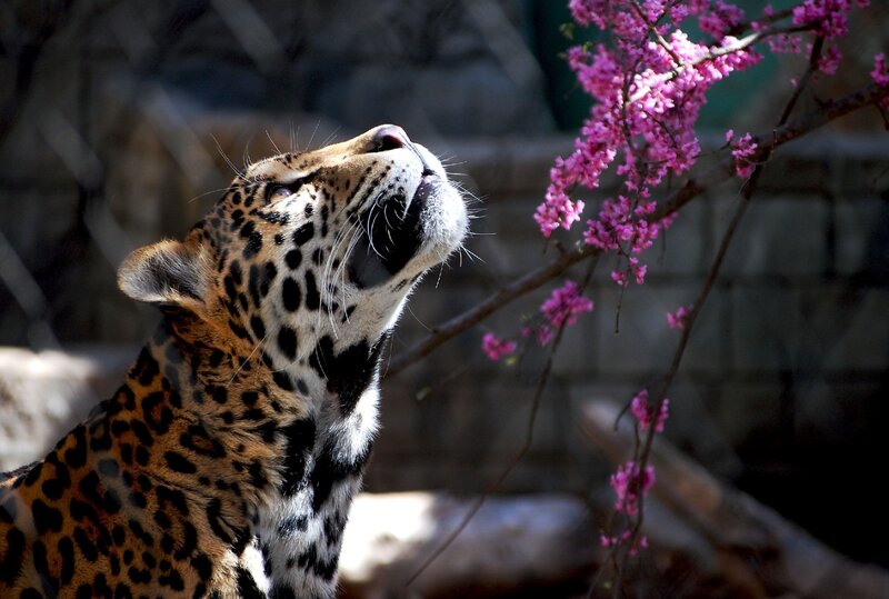 Leopard Smelling Flowers