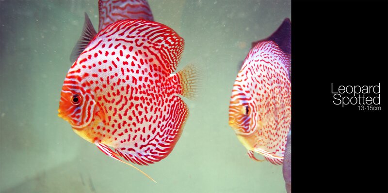 Leopard Spotted Discus Fish — Red